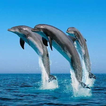Racing With Glory Dolphins Hotell Fethiye